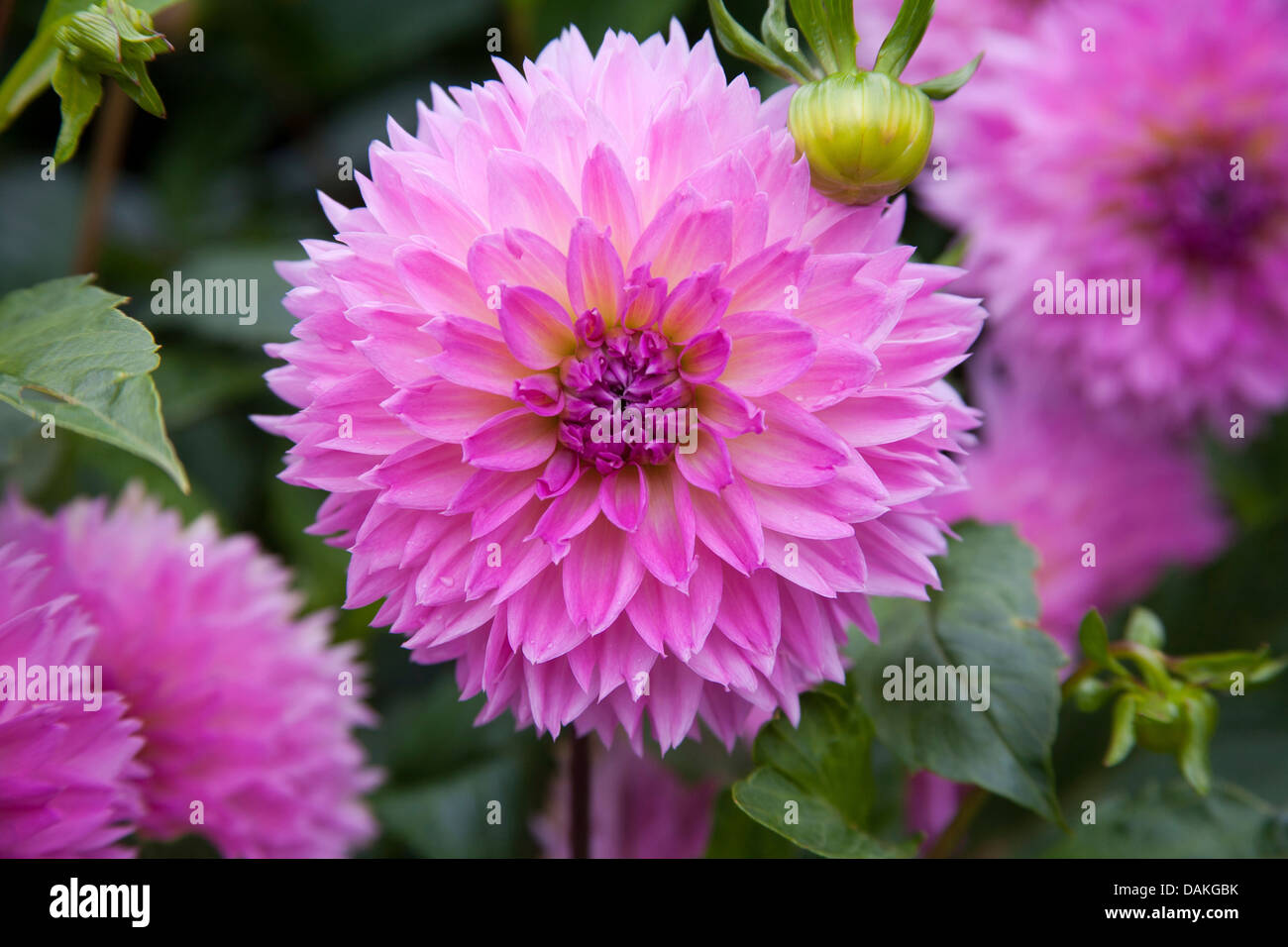 Sakura Fubuki Hi Res Stock Photography And Images Alamy
