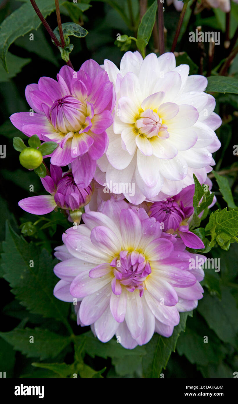 georgina (Dahlia ‘Sandia Melody’, Dahlia Sandia Melody), cultivar