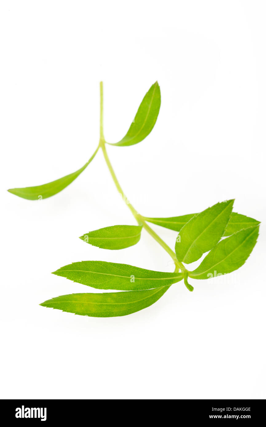 tarragon on white background Stock Photo Alamy