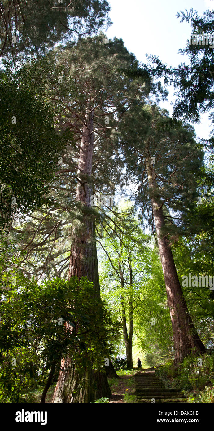 giant sequoia, giant redwood (Sequoiadendron giganteum), in a park, Germany, Baden-Wuerttemberg, Michaelsberg Stock Photo