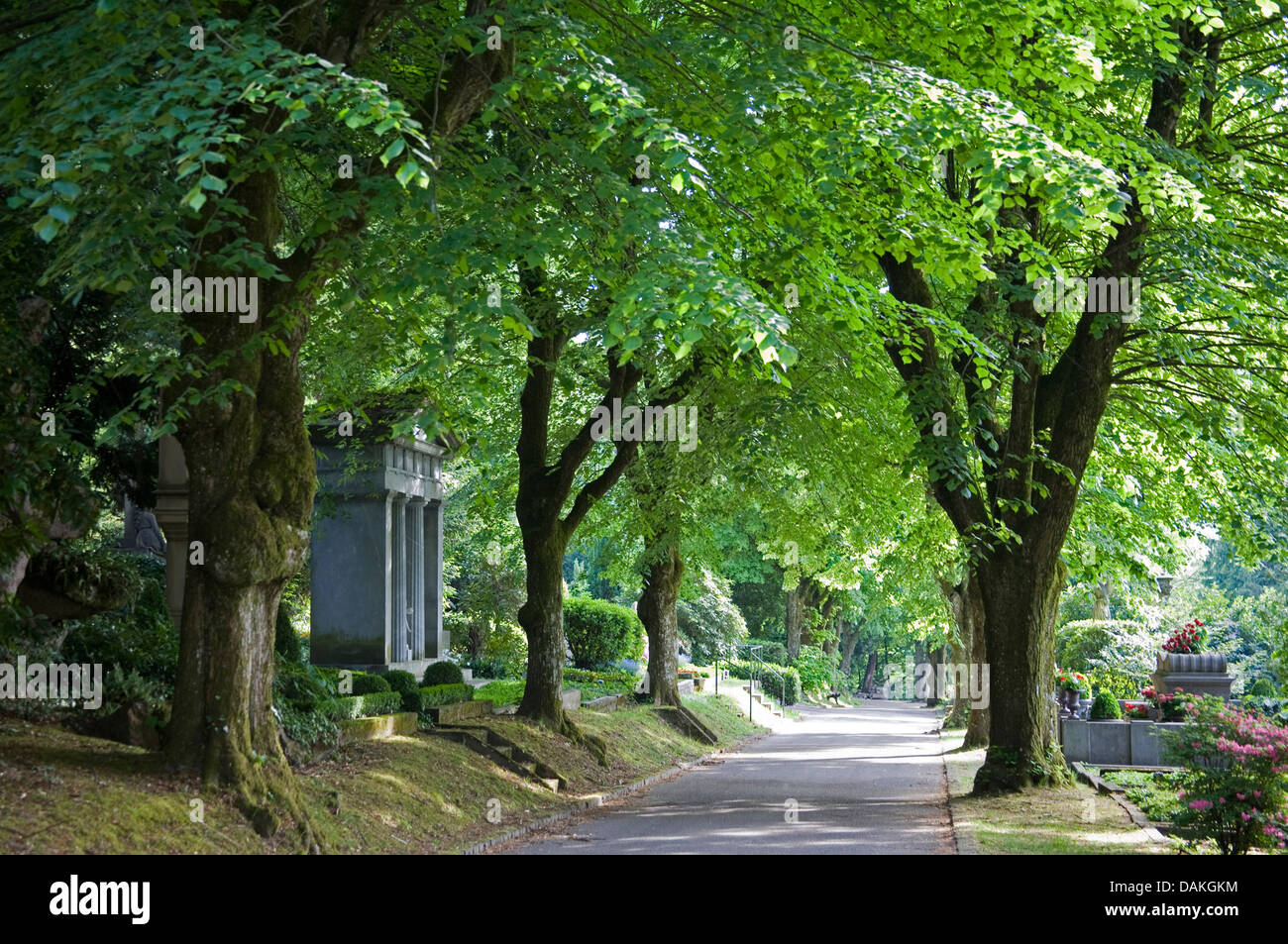 basswood, linden, lime tree (Tilia spec.), lime tree avenue on the cemetery , Germany, Baden-Wuerttemberg, Baden-Baden Stock Photo