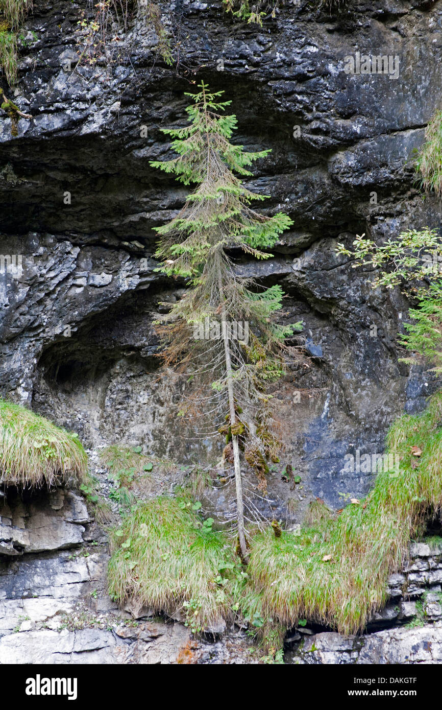 Norway spruce (Picea abies), growing in a rock wall of the Breitachklamm in the Kleinwalsertal, Germany, Bavaria Stock Photo