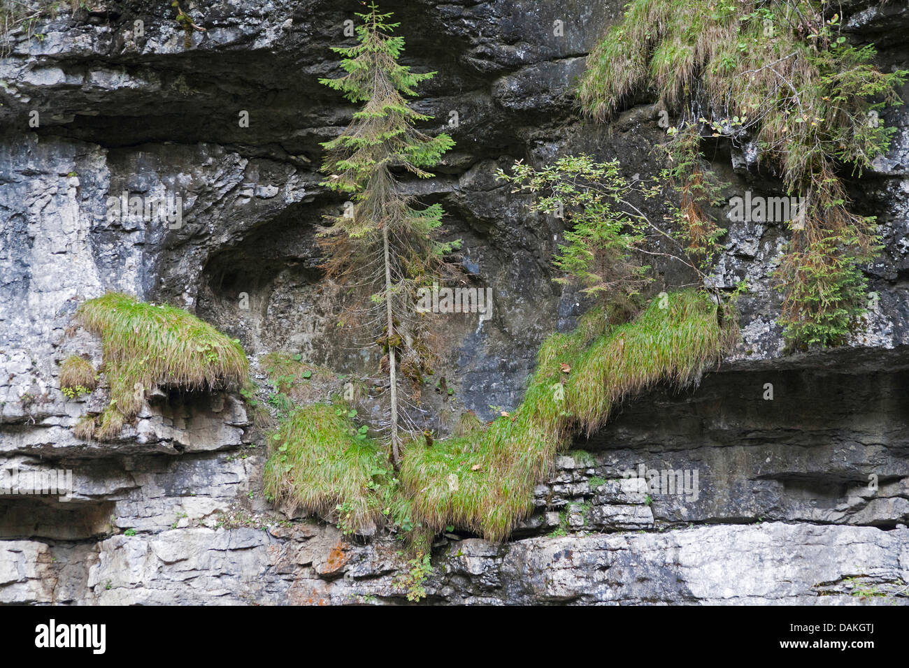 Norway spruce (Picea abies), growing in a rock wall of the Breitachklamm in the Kleinwalsertal, Germany, Bavaria Stock Photo