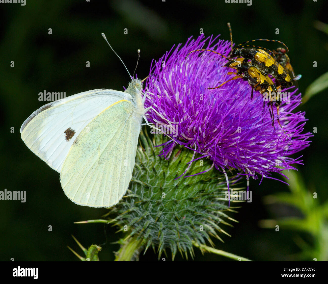 large white (Pieris brassicae), on a thistle blossom together with Spotted Longhorns (Leptura maculata), Germany, Reinland-Pfalz, Naturpark Vulkaneifel Stock Photo