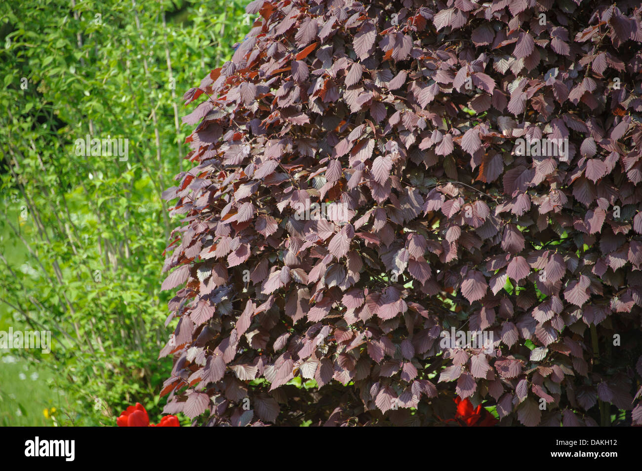 Giant hazel (Corylus maxima 'Purpurea', Corylus maxima Purpurea), cultivar Purpurea Stock Photo