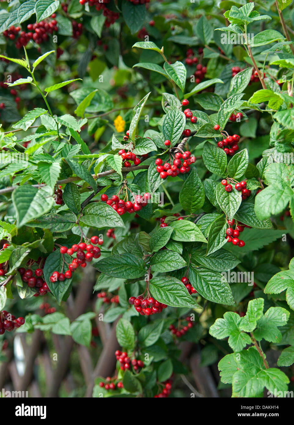 Hollyberry cotoneaster (Cotoneaster bullatus), fruiting branches, Germany Stock Photo