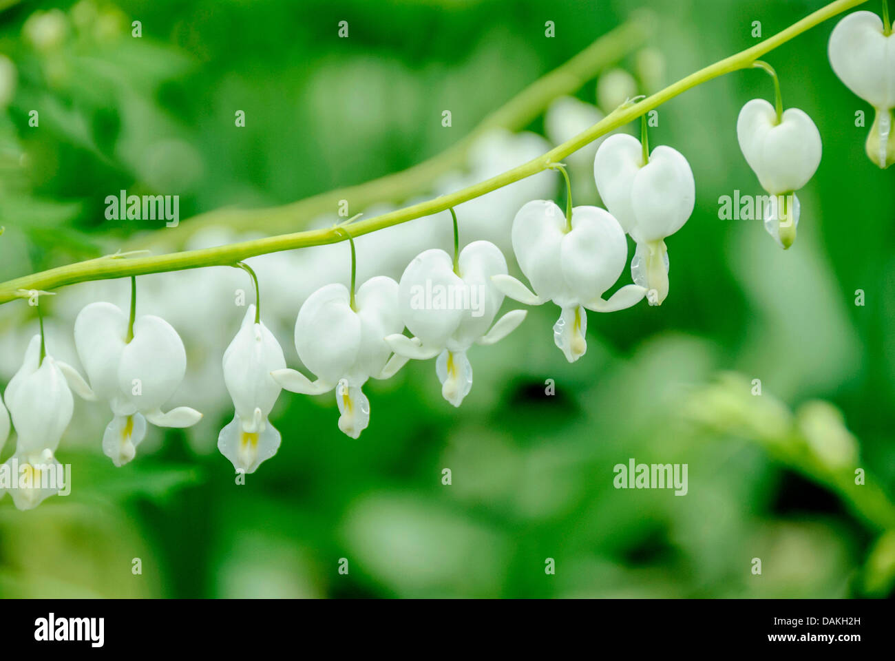 common bleeding heart (Dicentra spectabilis 'Alba', Dicentra spectabilis Alba), cultivar Alba Stock Photo