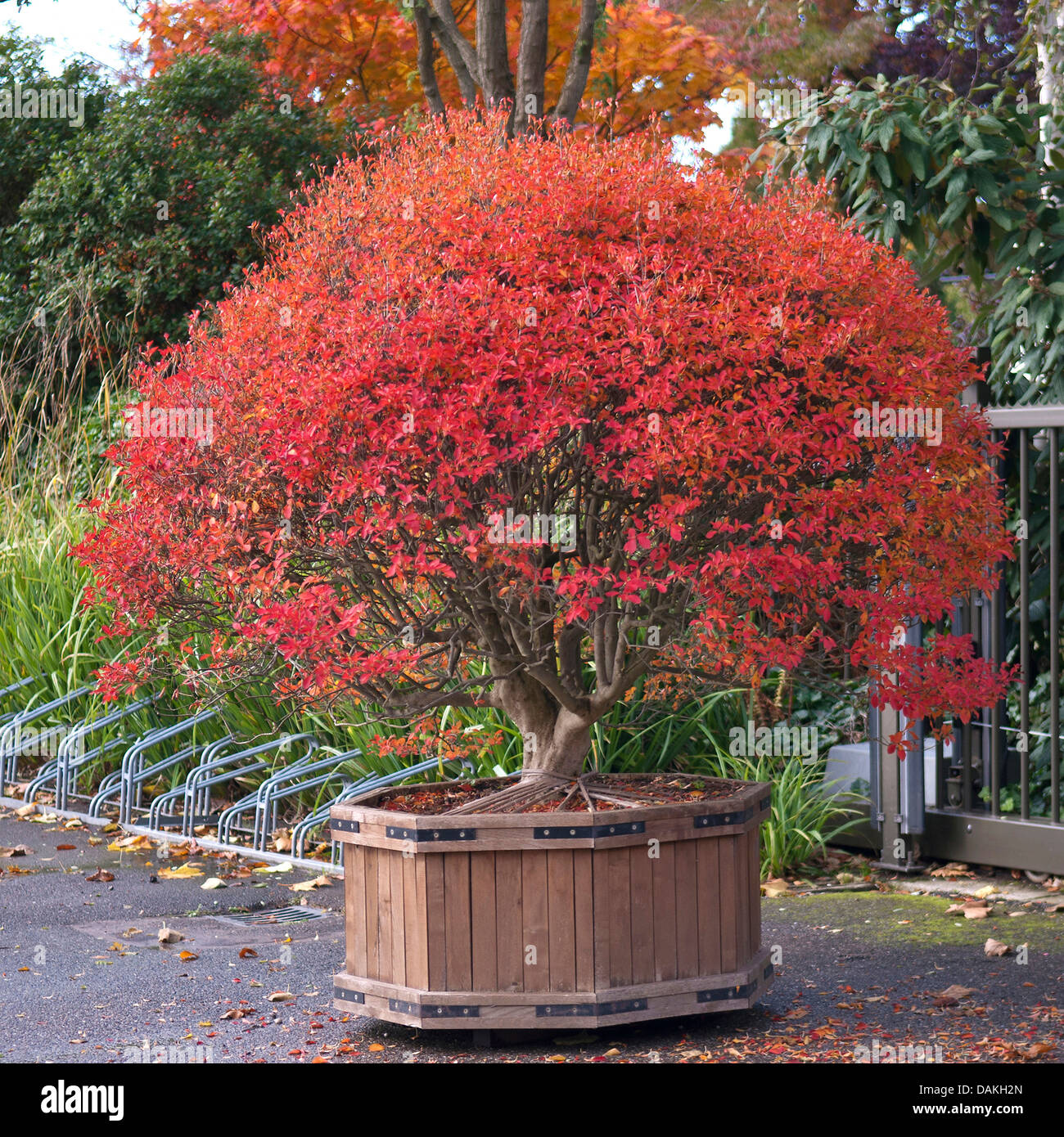 Redvein Enkianthus (Enkianthus campanulatus), container plant in autumn Stock Photo