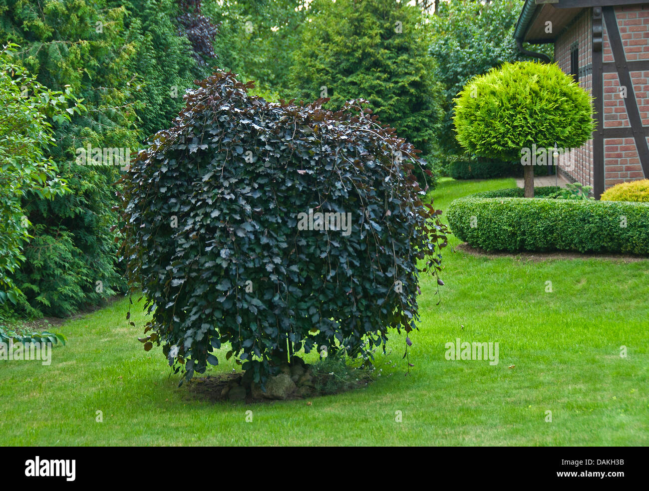 beech (Fagus sylvatica 'Purpurea Pendula', Fagus sylvatica Purpurea Pendula), cultivar Purpurea Pendula, Germany Stock Photo