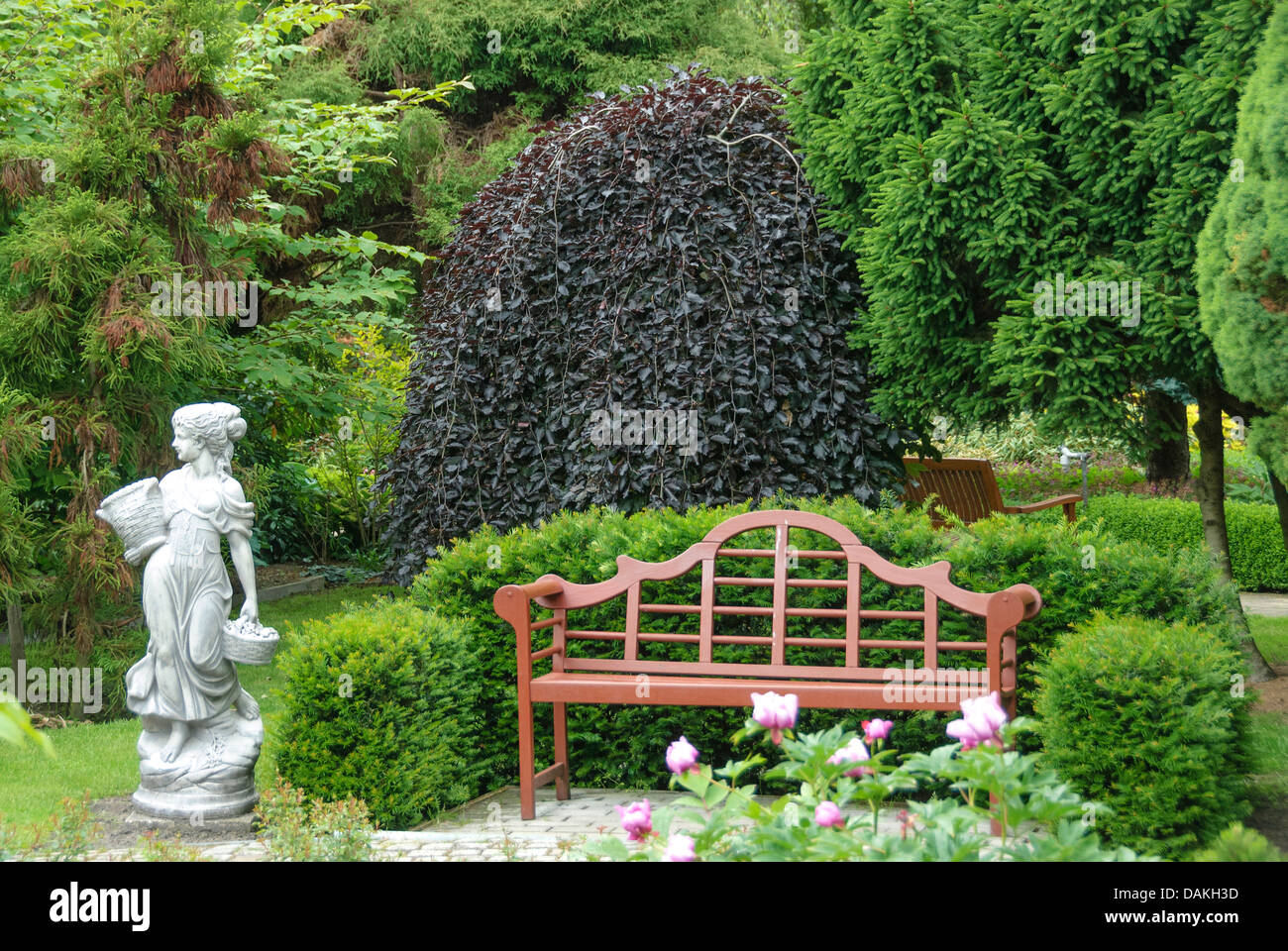 Weeping beech (Fagus sylvatica 'Purpurea Pendula', Fagus sylvatica Purpurea Pendula), cultivar Purpurea Pendula, Germany Stock Photo