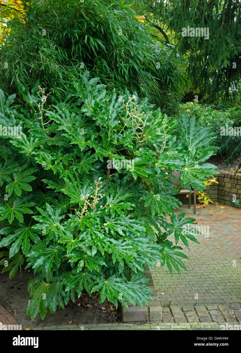 Japanese Aralia (Fatsia japonica), in a garden, Netherlands Stock Photo