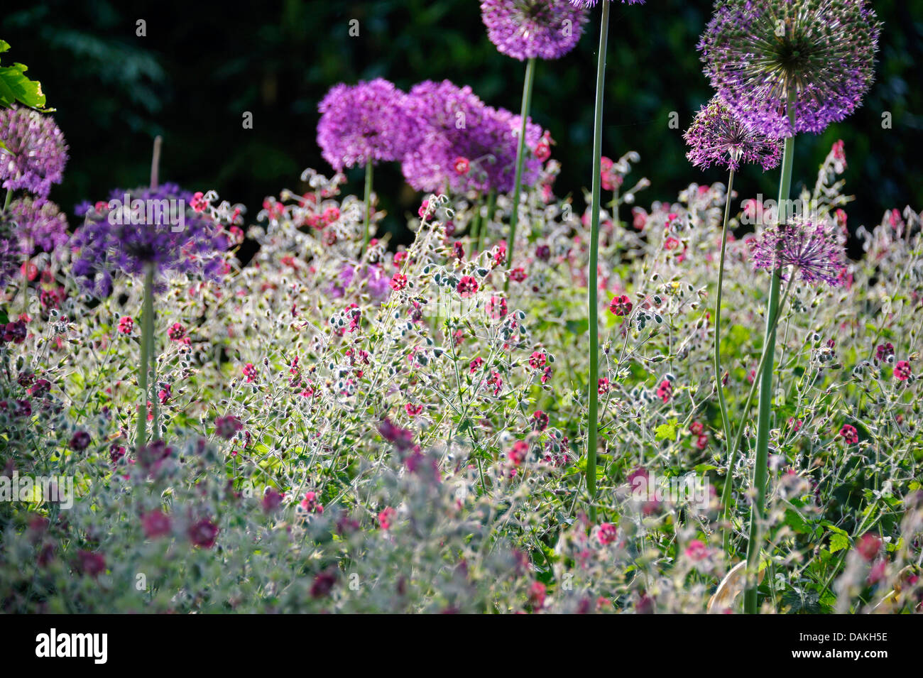 dusky cranesbill (Geranium phaeum), blooming in a flowerbed together with Allium aflatunense, Germany Stock Photo