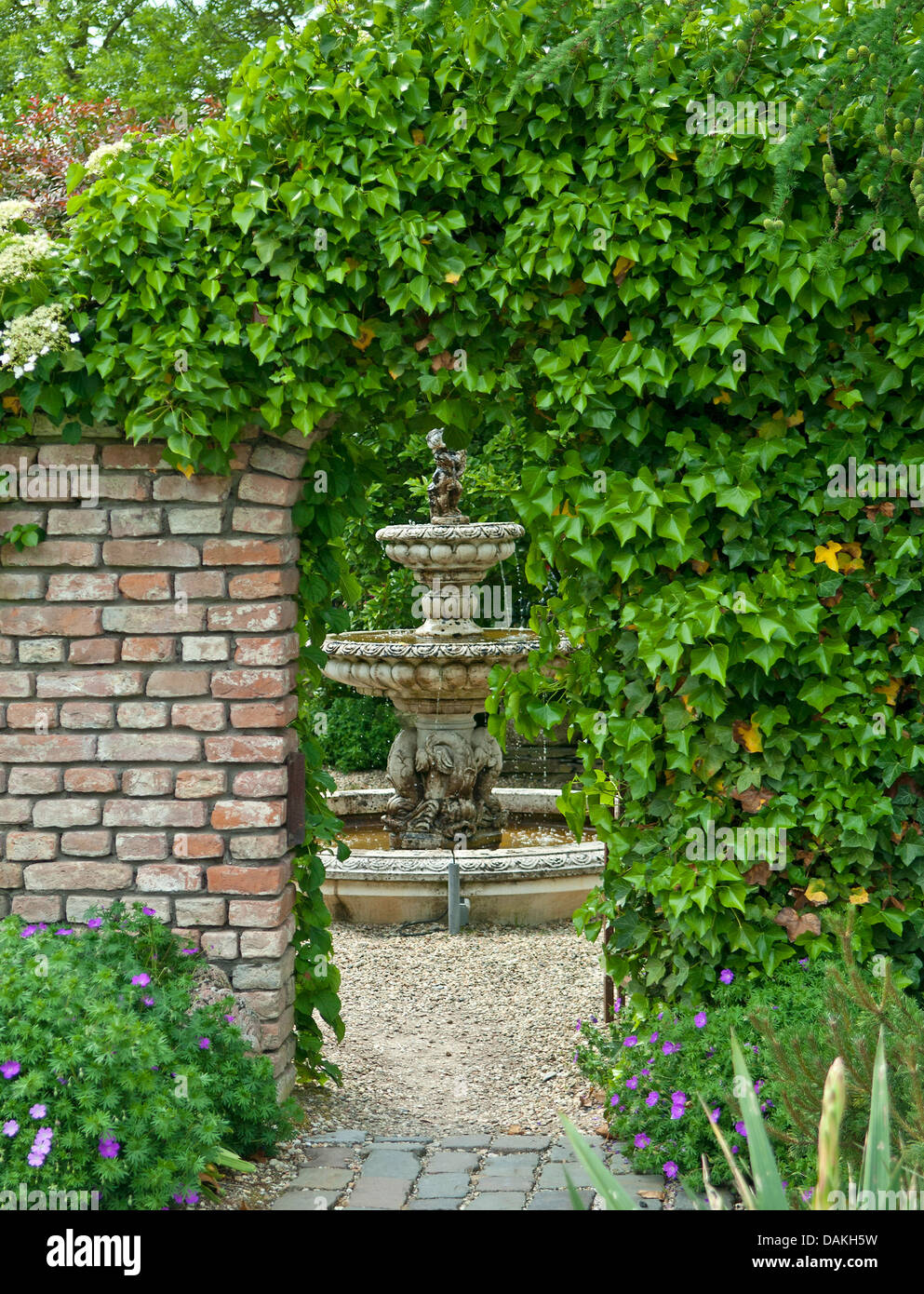 English ivy, common ivy (Hedera helix), ivycovered garten gate