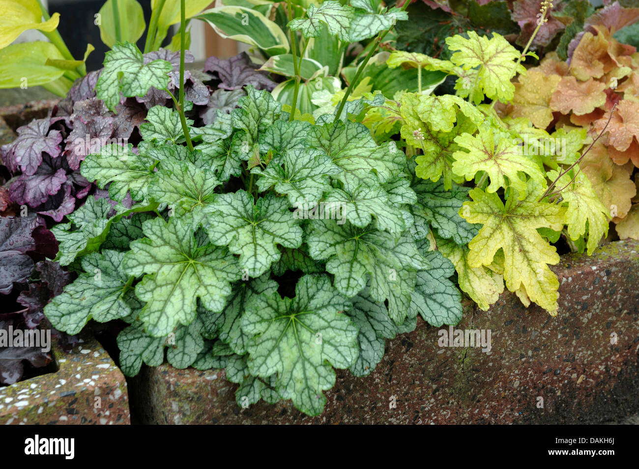 Heuchera  (Heuchera 'Green Spice, Heuchera Green Spice), cultivar Green Spice Stock Photo