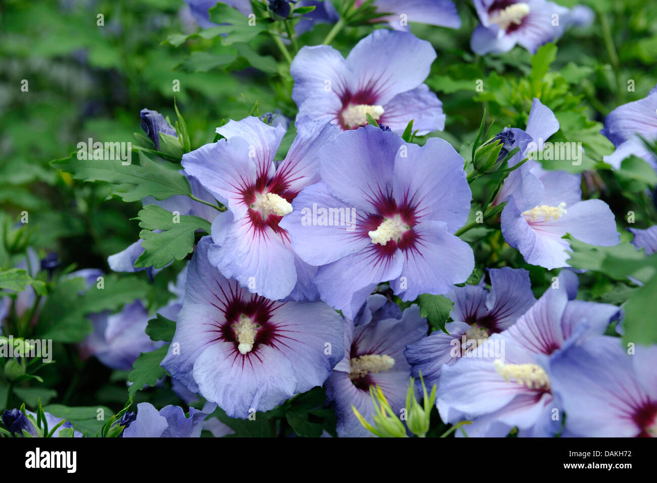 shrubby althaea, rose-of-Sharon (Hibiscus syriacus 'Marina', Hibiscus syriacus Marina), cultivar Marina Stock Photo