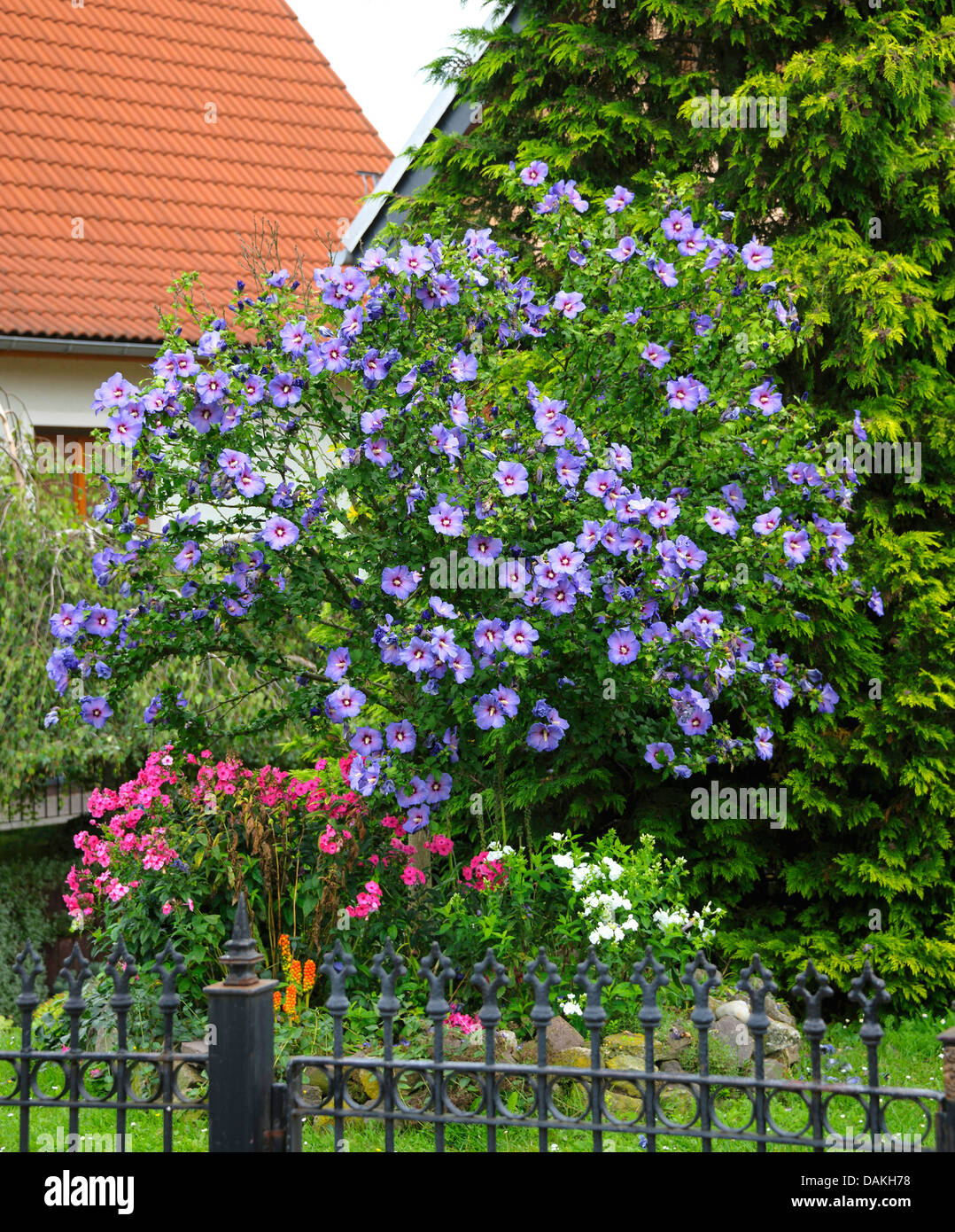 shrubby althaea, rose-of-Sharon (Hibiscus syriacus 'Oiseau Bleu', Hibiscus syriacus Oiseau Bleu), cultivar Oiseau Bleu, in a front garden Stock Photo