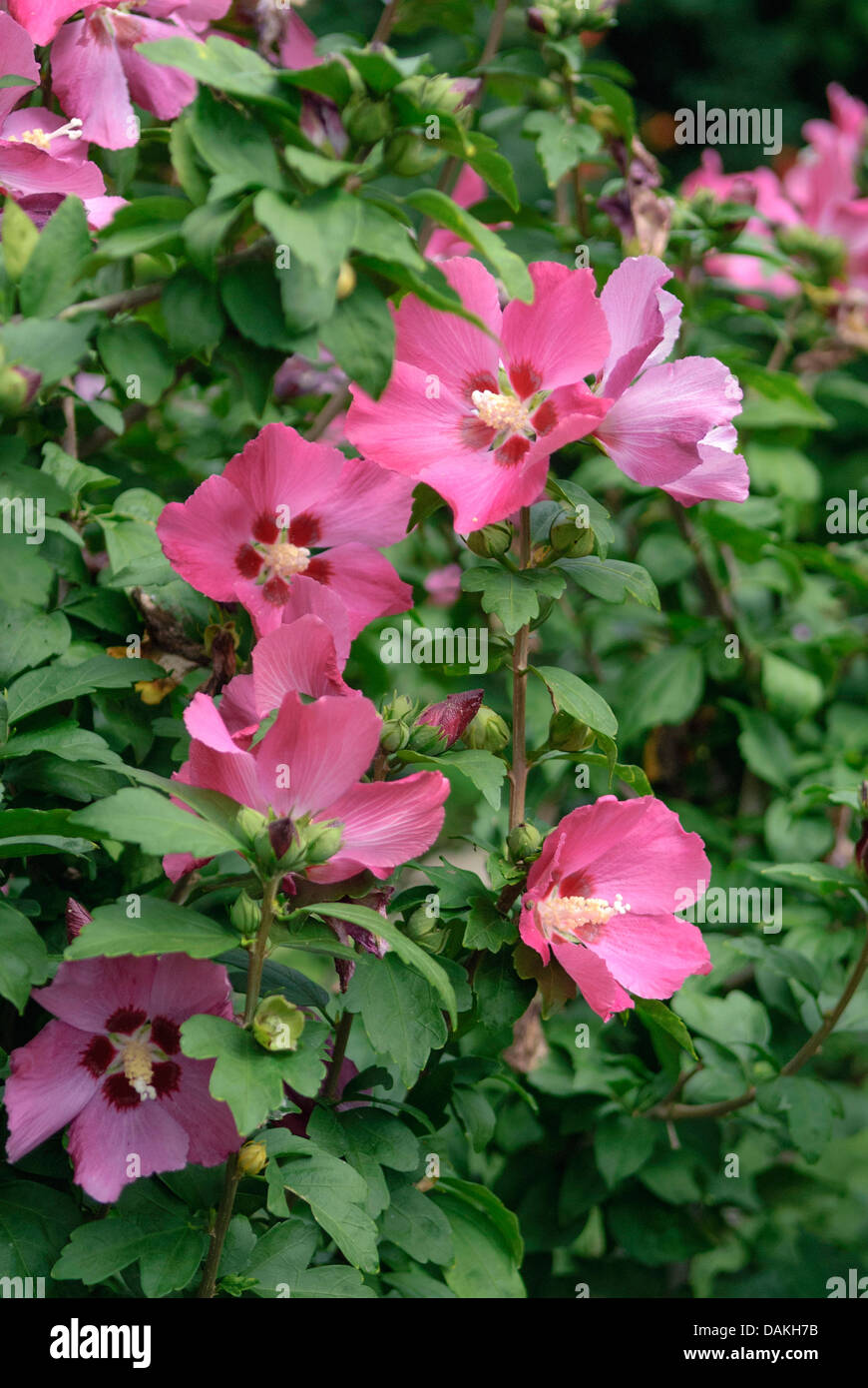 shrubby althaea, roseofSharon (Hibiscus syriacus 'Woodbridge