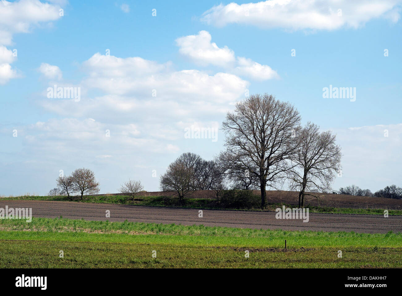 group of trees on a hill, Germany, Lower Saxony, Osterholz, Meyenburg Stock Photo