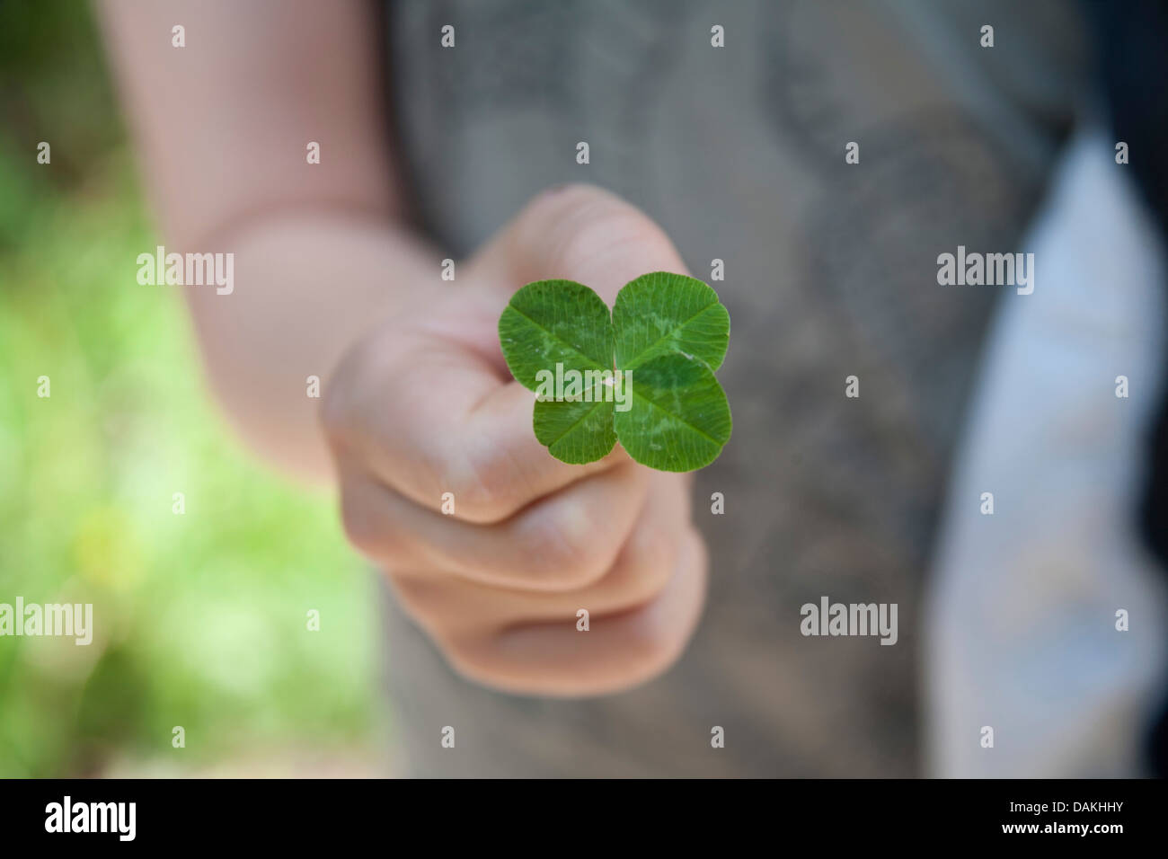 four-leafed clover (Oxalis tetraphylla, Oxalis deppei), in the hand, Germany Stock Photo