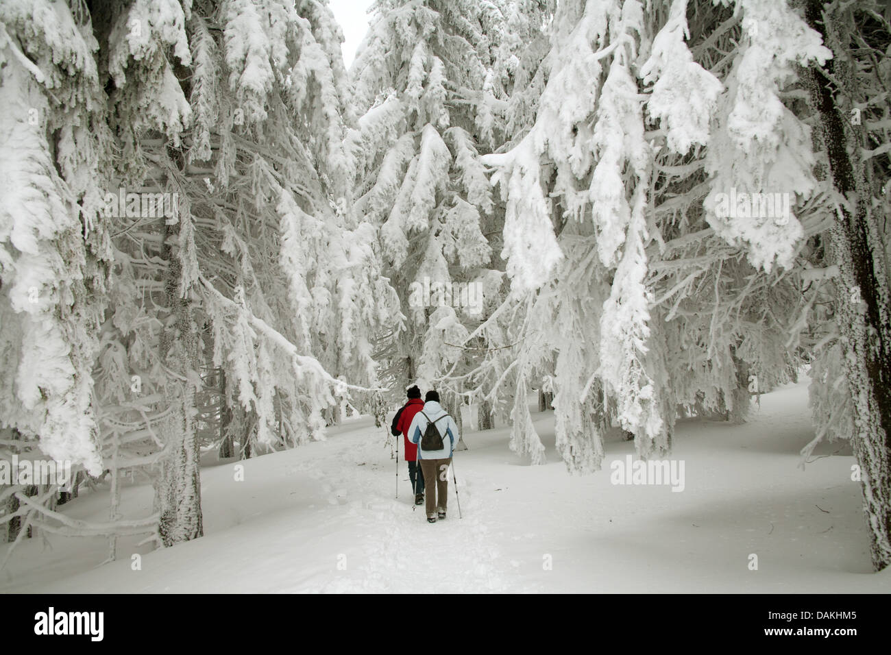 nordic walking in the winter forest, Germany, Baden-Wuerttemberg, Hornisgrinde Stock Photo