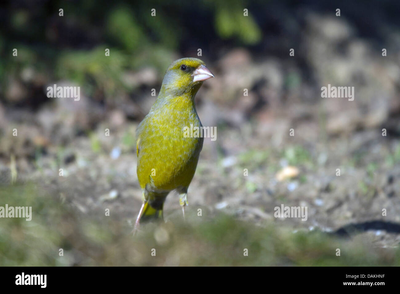 western greenfinch (Carduelis chloris), watchful on the ground, Germany Stock Photo