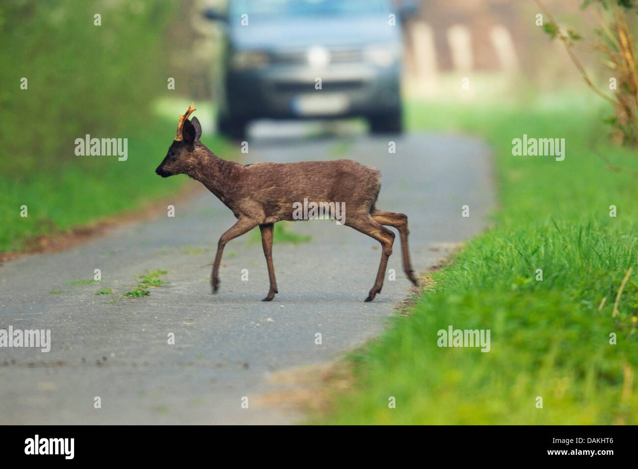 roe deer (Capreolus capreolus), deer pass on a country lane, Germany - Stock Image