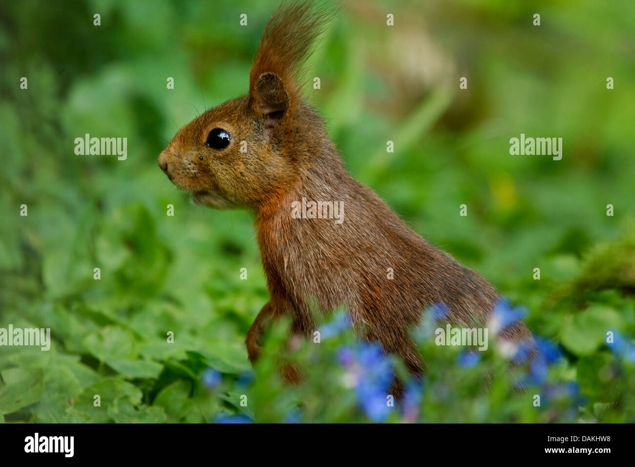 European red squirrel, Eurasian red squirrel (Sciurus vulgaris), side