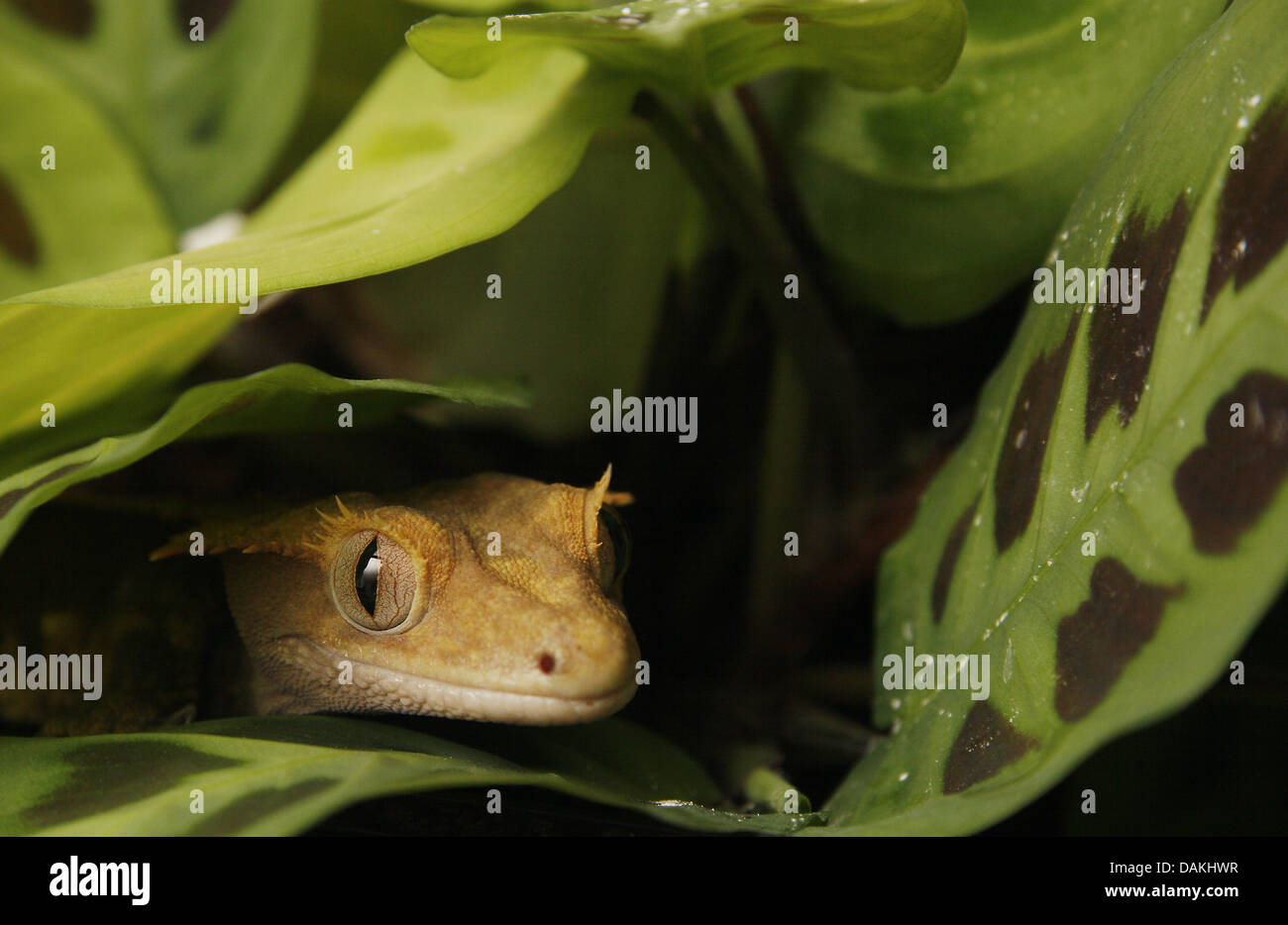 portrait of crested gecko in vivarium Rhacodactylus ciliatus Stock