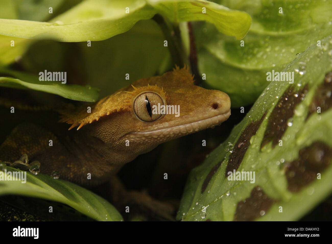 portrait of crested gecko in vivarium Rhacodactylus ciliatus Stock