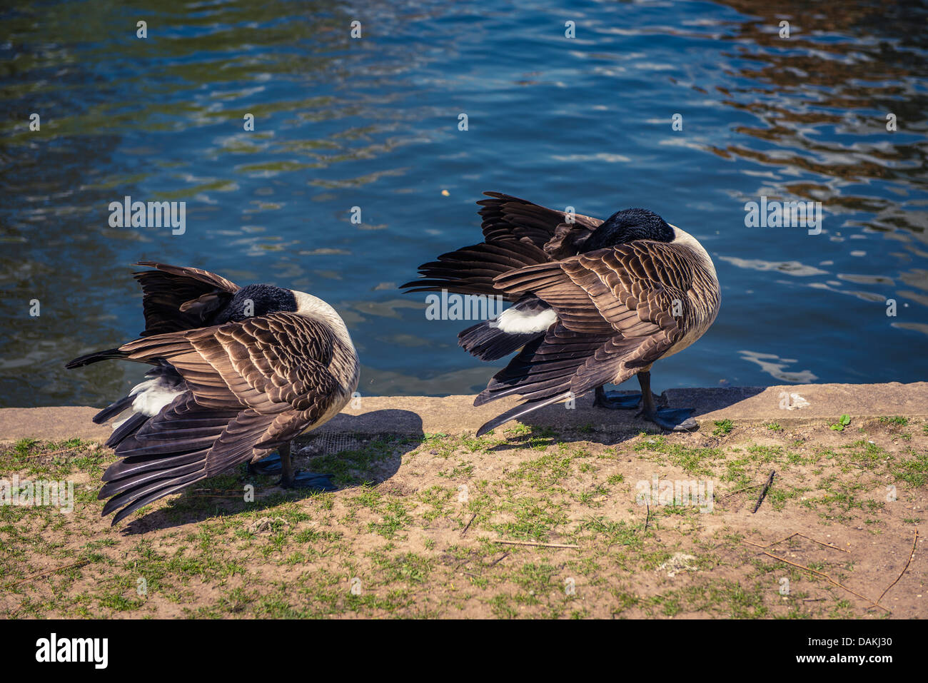 Two male mallard ducks on the banks of the river Avon in Stratford-Upon-Avon, United Kingdom Stock Photo