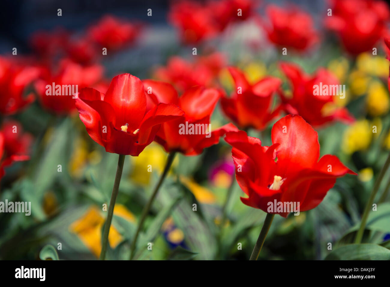Red tulips in a flower bed in Stratford-Upon-Avon, United Kingdom Stock Photo