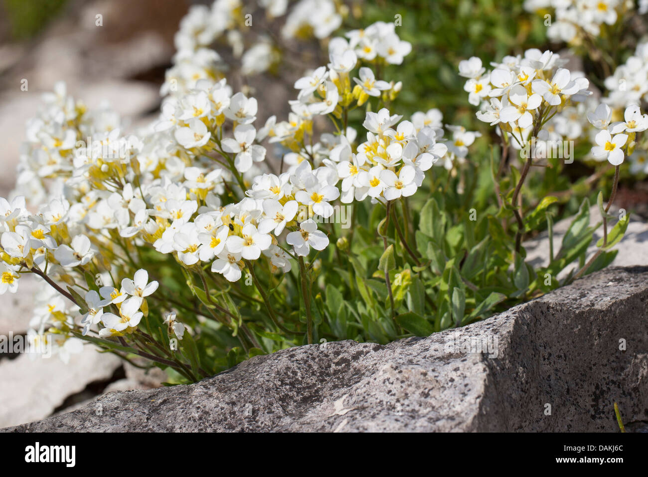 Alpine rock-cress, Alpine rockcress, Alpine rock cress (Arabis alpina), blooming between rocks, Germany Stock Photo