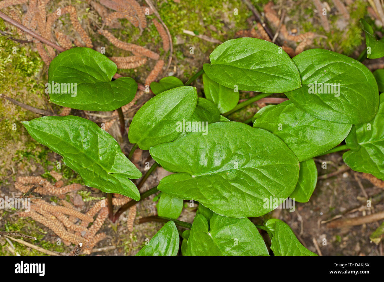 lords-and-ladies, portland arrowroot, cuckoopint (Arum maculatum), leaves, Germany Stock Photo
