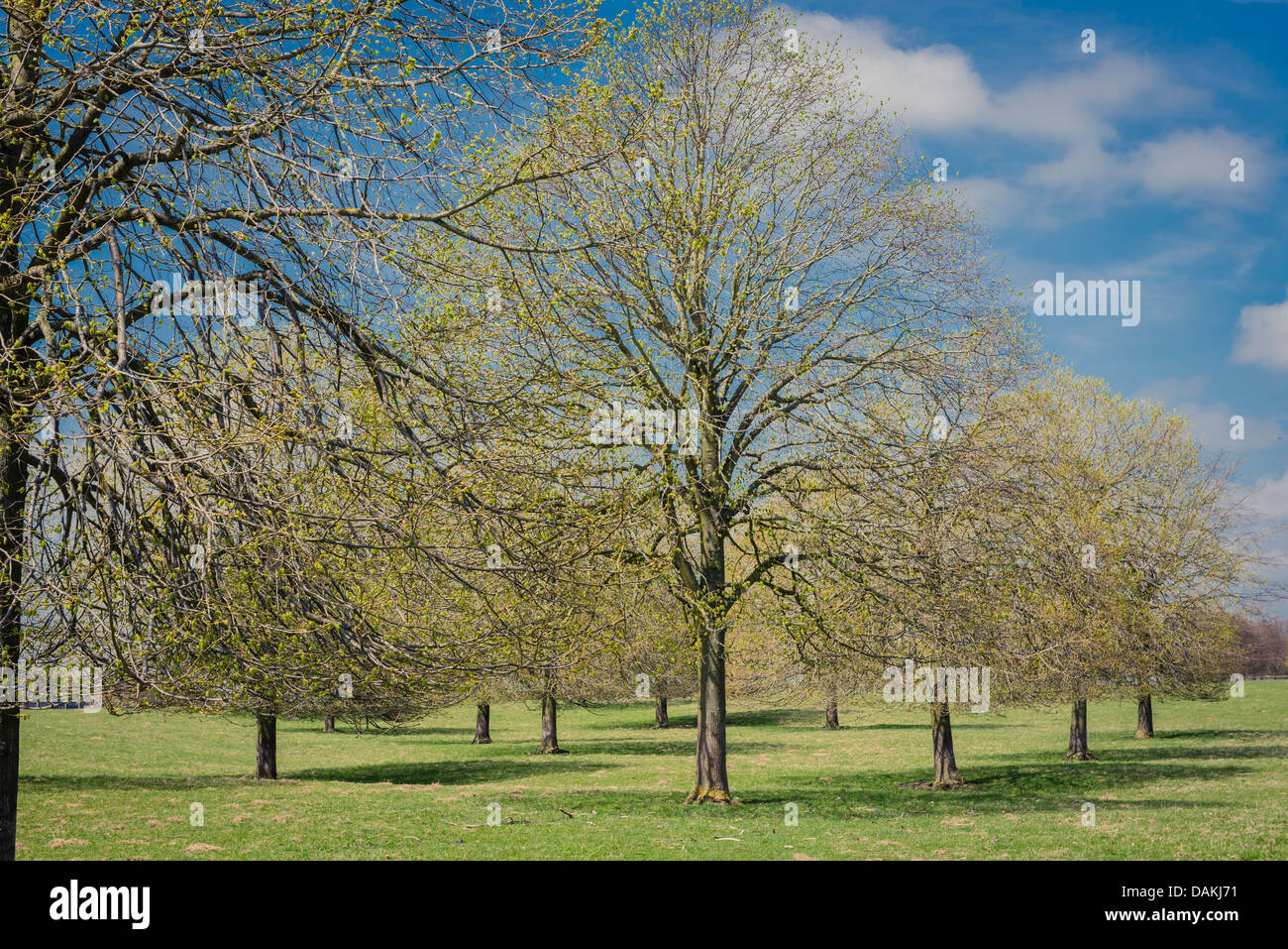 Row of Ash trees in the Blenheim Palace gardens, Woodstock, Oxfordshire, United Kingdom Stock Photo