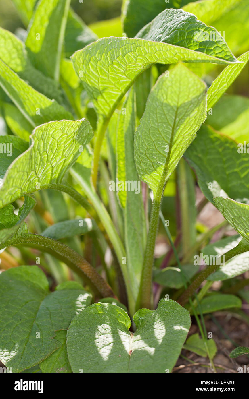 common comfrey (Symphytum officinale), leaves in sunlight, Germany Stock  Photo - Alamy
