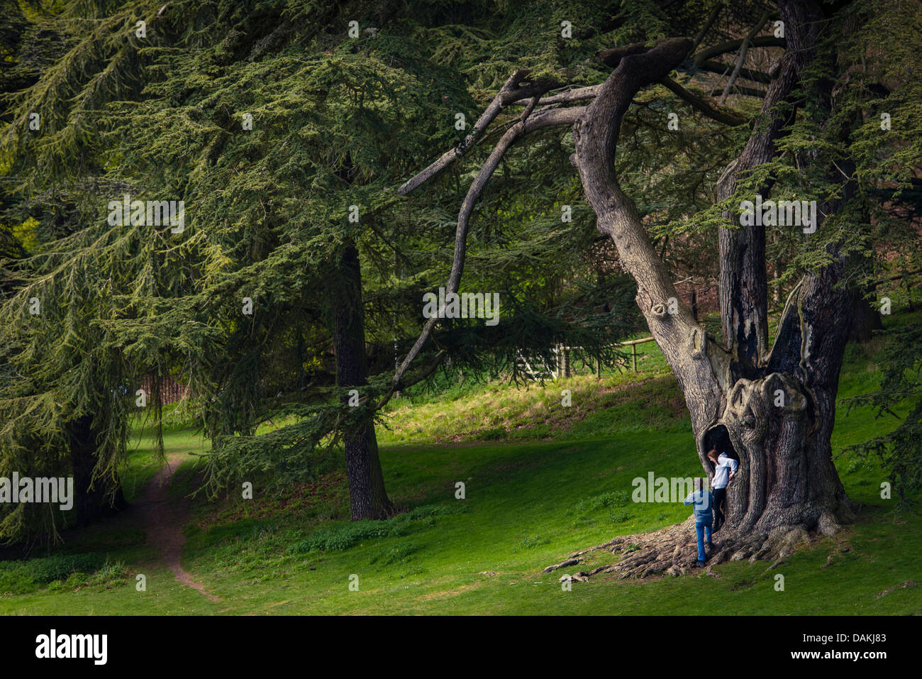 A couple in a tree hollow in the Blenheim Palace gardens, Woodstock, Oxfordshire, United Kingdom Stock Photo