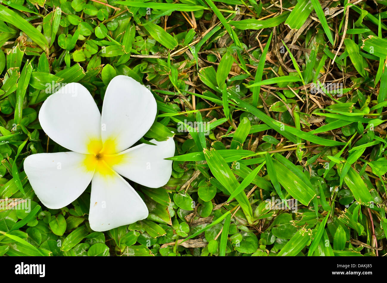 Plumeria flower on grass field Stock Photo