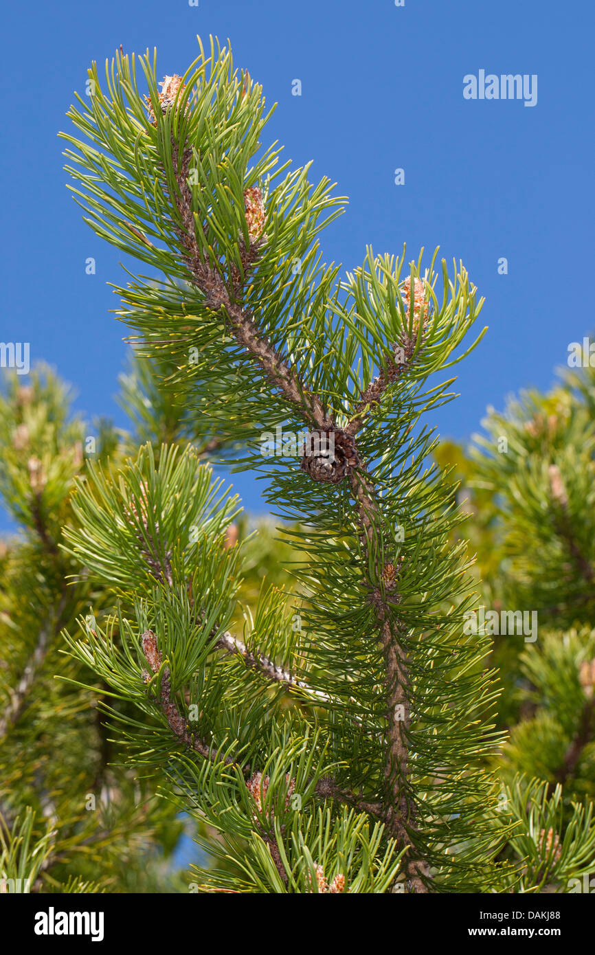 Mountain pine, Mugo pine (Pinus mugo), branch with cone, Germany Stock Photo
