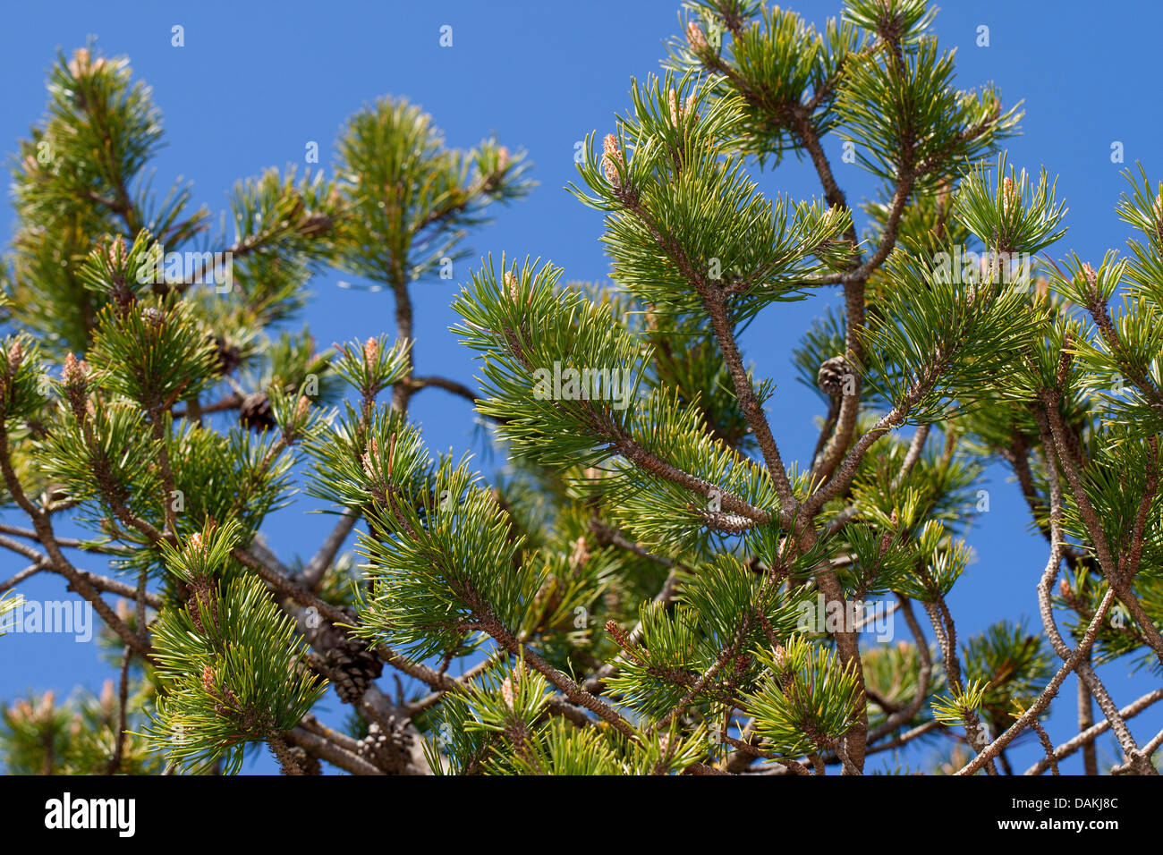 Mountain pine, Mugo pine (Pinus mugo), branches with cone, Germany Stock Photo