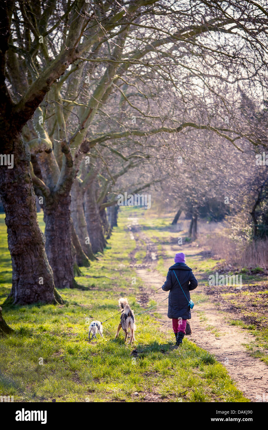 A woman walking dogs on Primrose Hill, London Stock Photo