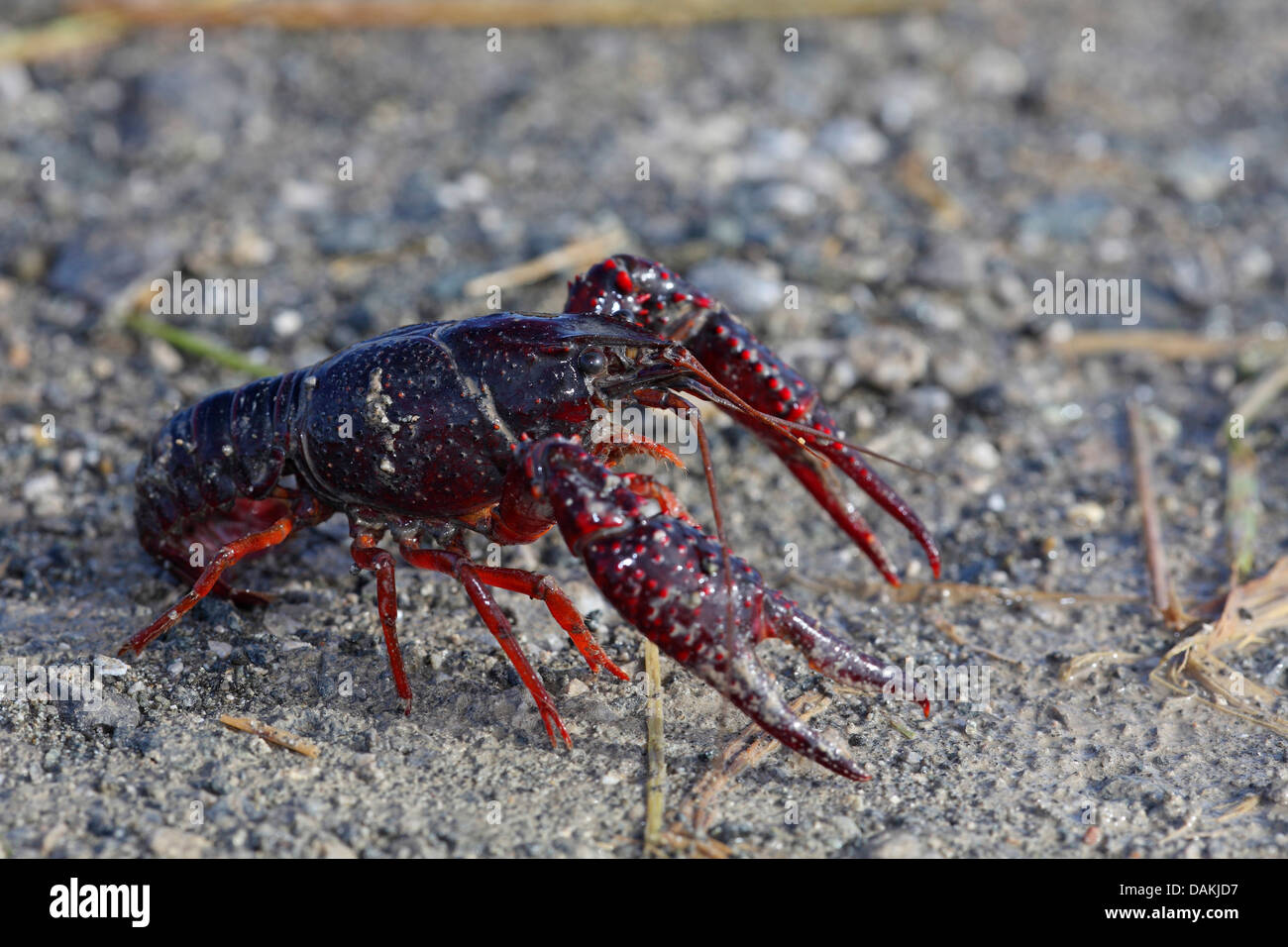 Louisiana red crayfish, red swamp crayfish, Louisiana swamp crayfish, red crayfish (Procambarus clarkii), side view, Spain, Andalusia, Guadalquivir Stock Photo