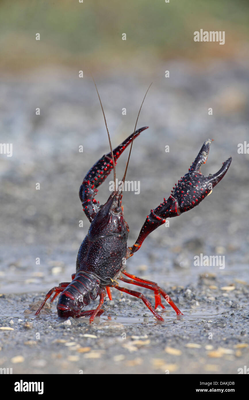 Louisiana red crayfish, red swamp crayfish, Louisiana swamp crayfish, red crayfish (Procambarus clarkii), threatening posture, Spain, Andalusia, Guadalquivir Stock Photo