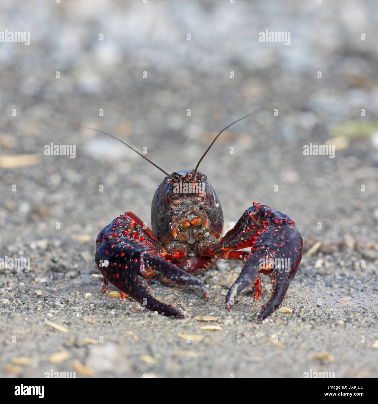 Louisiana red crayfish, red swamp crayfish, Louisiana swamp crayfish, red crayfish (Procambarus clarkii), front view, Spain, Andalusia, Guadalquivir Stock Photo