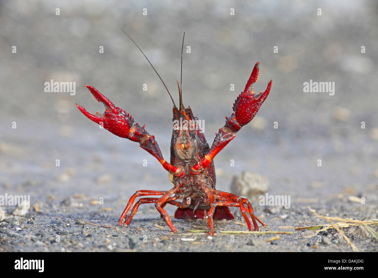 Louisiana red crayfish, red swamp crayfish, Louisiana swamp crayfish, red crayfish (Procambarus clarkii), threatening, Spain, Andalusia, Guadalquivir Stock Photo