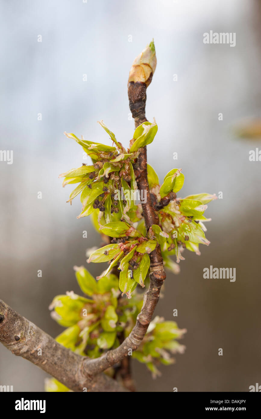 Scotch elm, Wych elm (Ulmus glabra, Ulmus scabra), blooming branch, Germany Stock Photo