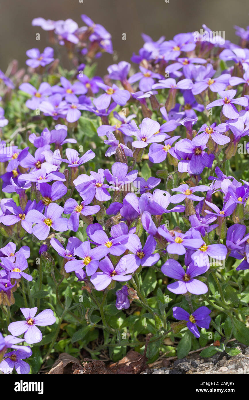 purple rock cress (Aubrieta deltoidea), blooming Stock Photo