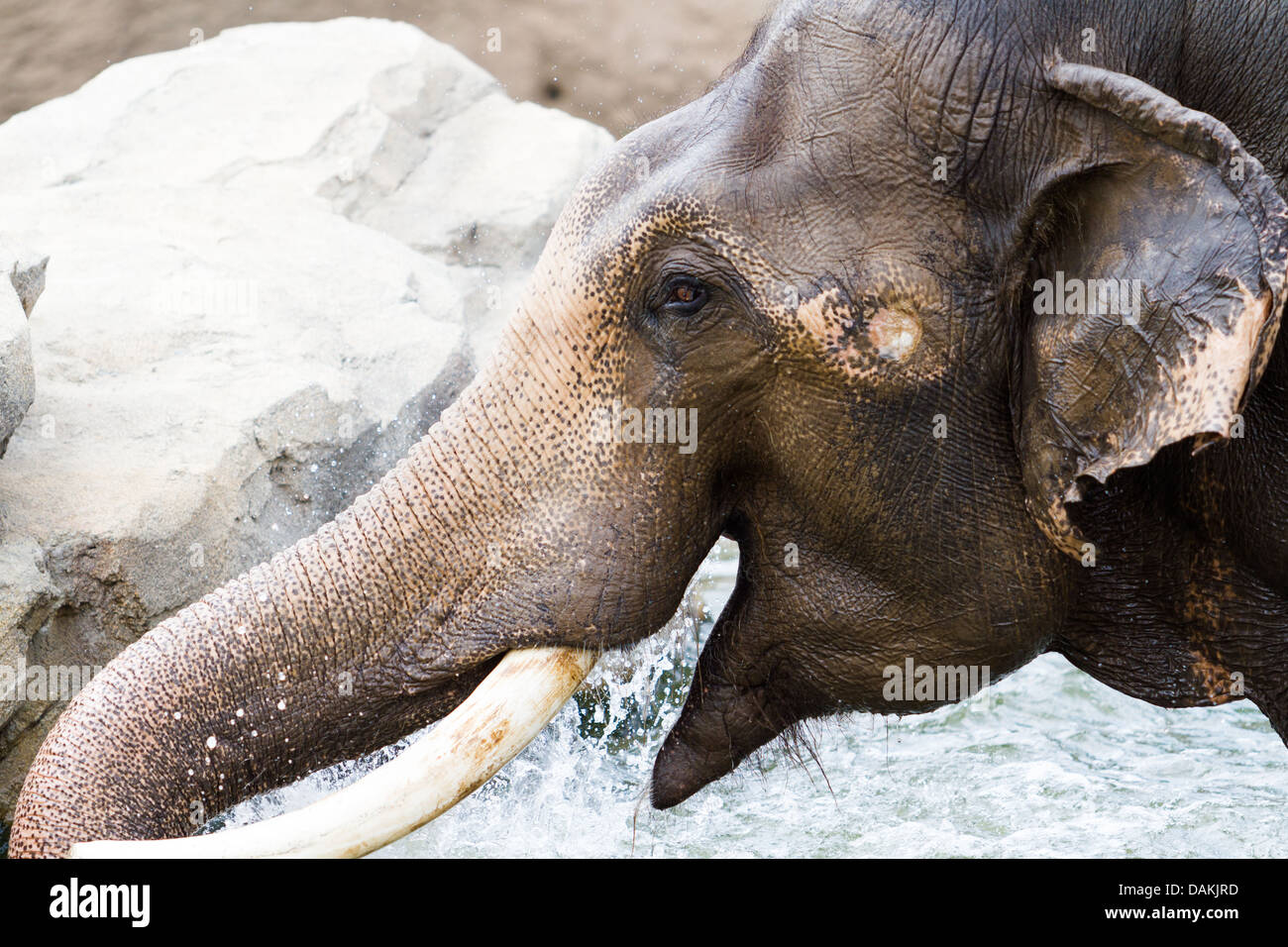 Elephant playing in the water on a hot summer day. Stock Photo