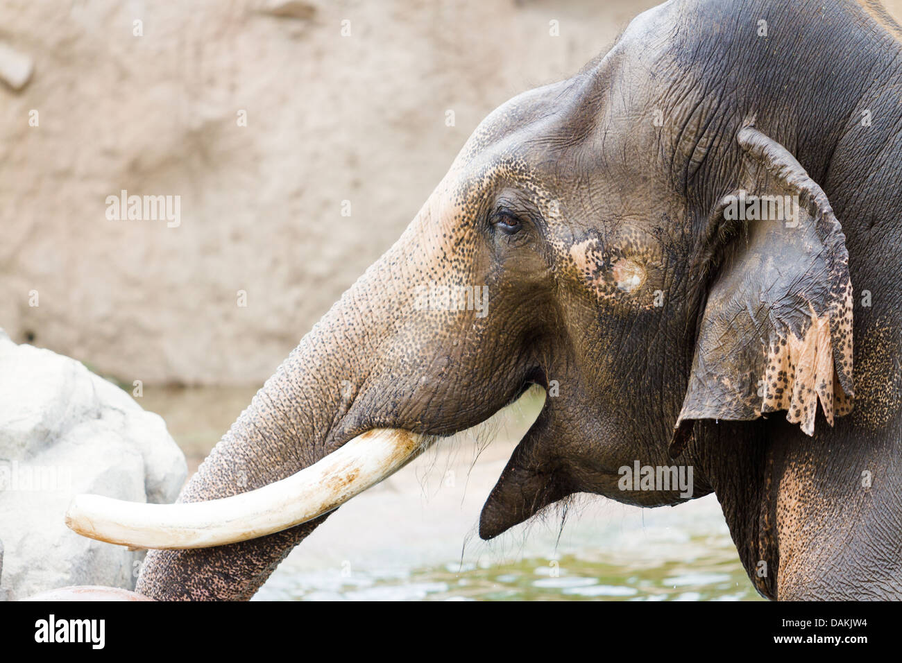 Elephant playing in the water on a hot summer day. Stock Photo