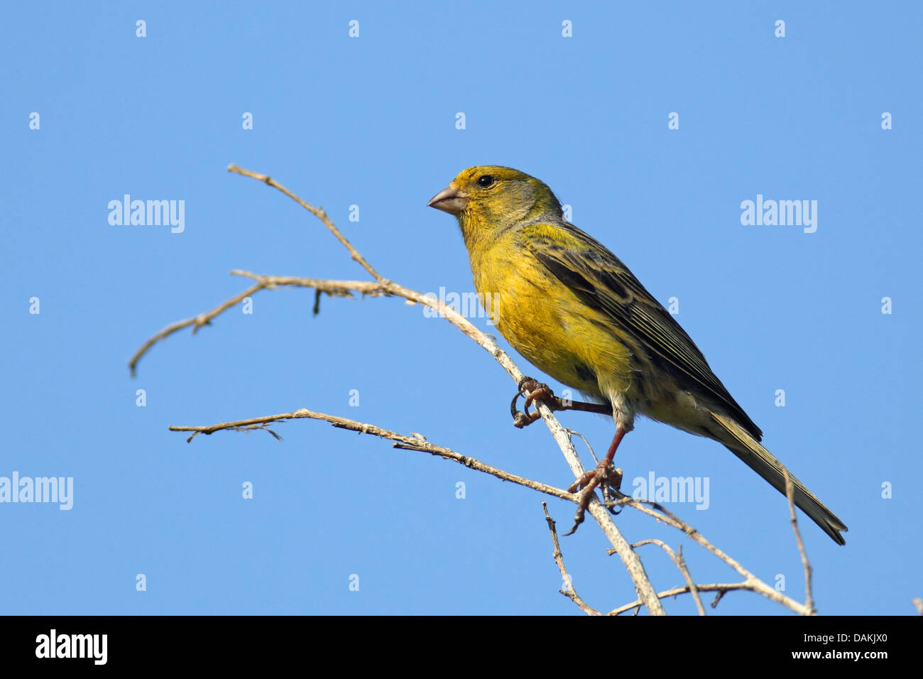 island canary (Serinus canaria), male on a twig, Canary Islands, La Palma Stock Photo