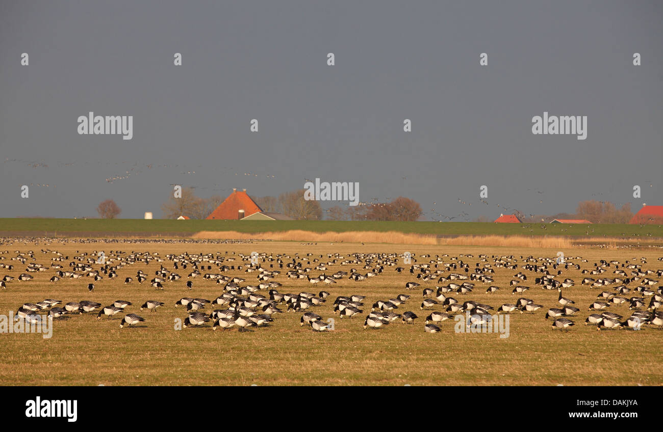 barnacle goose (Branta leucopsis), flock of geese on the feed in a meadow, Netherlands, Frisia Stock Photo